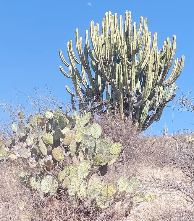 nopal