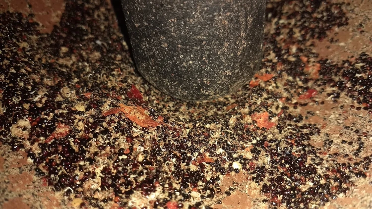 salsa de semilla de tetecha