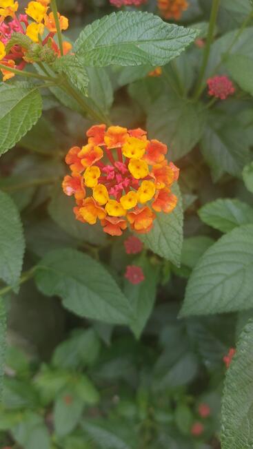 flor xaquira
