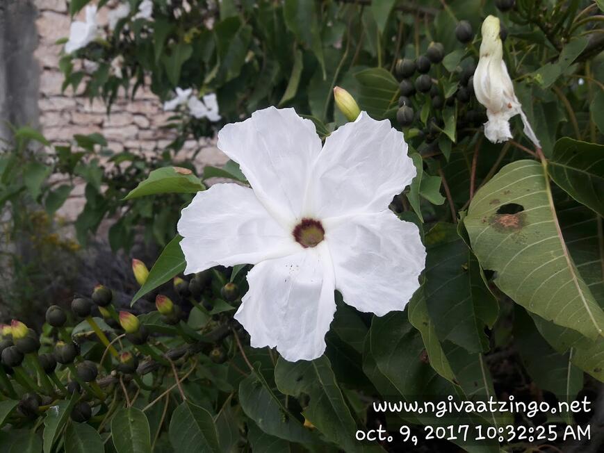 flor silvestre